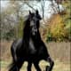 i-love-black-friesians-and-gypsy-vanners