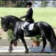 i-love-black-friesians-and-gypsy-vanners