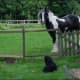 i-love-black-friesians-and-gypsy-vanners