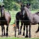 i-love-black-friesians-and-gypsy-vanners