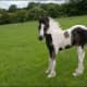 i-love-black-friesians-and-gypsy-vanners
