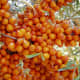 Sea-buck thorn berries