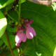 Blossoms of the common bean plant