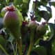 organic-vegetable-gardening-diary-and-planner