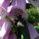 Bee in Foxglove growing with runner beans as a companion plant