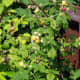 Red and Yellow Raspberries