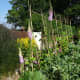 Runner Beans
