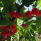 organic-vegetable-gardening-diary-and-planner