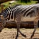 Grevy's Zebras have narrow stripes and white bellies.