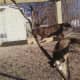 cat-pen