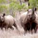 Two black rhinos in Mkhuze Africa