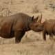 Two black rhinos (mother and calf) in Lewa, central Kenya