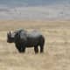 Black rhino, Ngorongoro Crater