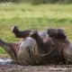 Black rhino wallowing in the mud