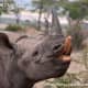 Black rhino, you can see the pointed upper lip