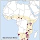 Distribution of black rhino