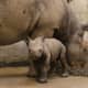 Black rhino and its calf at St Louis zoo, 
