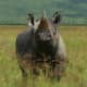 Black Rhino on Ngorongoro Crater