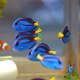 Blue Hippo Tangs