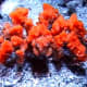 The Decorator Crab uses accessories from its habitat to hide- here the crab has adorned itself with bits of sponge!