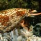 The killer Cone Snail releases chemicals that stuns fish which it then engulfs it also spears the prey with a poisonous dart . A Badass snail indeed.