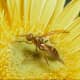 Papaya Fruit Fly mimicking a moth