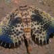 Stunning eye mimicry in Dactyoptlena underwater
