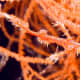 The Ghost Pipefish has evolved to mimic the coral reef around it