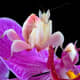 The Beautiful Orchid Mantis mimics the flower