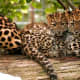Leopard spots are a form of disruptive mimicry