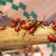 Oncopeltus fasciatus, the Milkweed Bug feeds on the milkweed sap and contain nasty toxins with an unpleasant taste