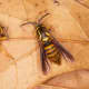 Yellow jacket wasp with a clearwing moth that displays Batesian mimicry by pretending to be a wasp.