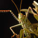 Predatory Katydid 'Cholobalius Leucoviridis' mimics the noise of a female Cicada to attack unsuspecting males to prey on them