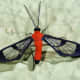 Cosmosoma entella - a moth belonging to the Arctinae family - advertises its toxicity with bright coloration
