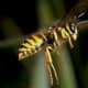 The Common Wasp is another example of bright coloration that warns us of its venomous sting