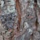 A Moth hiding by blending with the tree - crypsis