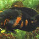 The Astronotus Ocellatus has false eye markings on its tailfin to fool the predatory piranhas.