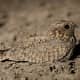 The mottled feathers of a Nightjar helps to blend