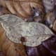A Leaf Moth - Mimesis