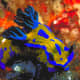 The Nudibranch species of seaslugs have traded their shells for nasty toxins and astonishing range of coloration that warn off predators