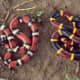 Mexican Milk Snake (Lampropeltis triangulum annulata ) mimics a venomous Coral snake (Micrurus Tener)