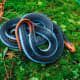 A blue Coral snake is unafraid in the open