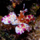 The Harlequin shrimp has unique decorations to hide among the coral reef