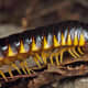The bright patterns on the millipedes from Apheloria species signal the presence of a cyanide compound so deadly it could kill a bird.
