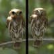 False eyes on the back of the head of Pygmy Owls  ( Glaucidium Brasilianum) show a good case of Automimicry
