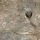 The Cobra's marking are to fool a higher predator and as a protection against attacks from behind