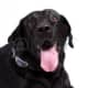 Black Labrador