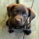 Chocolate Lab puppy