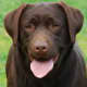 Male Chocolate Labrador Retriever
