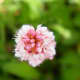 fulaich-the-festival-of-flowers-in-kinnur